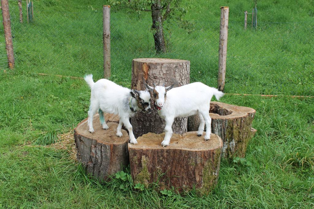 Willa Bauernhof Familie Knoblechner Nußdorf am Attersee Zewnętrze zdjęcie